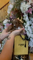 Fendi 💙, a male Poodle - Toy  for sale in Porter Heights, TX – Photo 8 of 10