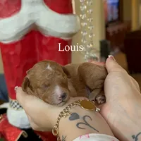 Louis 🤎, a male Poodle - Miniature  for sale in Porter Heights, TX – Photo 6 of 7