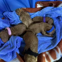 Louis 🤎, a male Poodle - Miniature  for sale in Porter Heights, TX – Photo 7 of 7
