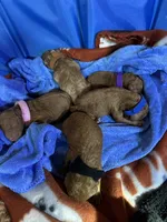 Louis 🤎, a male Poodle - Miniature  for sale in Porter Heights, TX – Photo 7 of 7