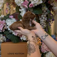 Louis 🤎, a male Poodle - Miniature  for sale in Porter Heights, TX – Photo 5 of 7