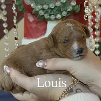 Louis 🤎, a male Poodle - Miniature  for sale in Porter Heights, TX – Photo 3 of 7