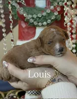 Louis 🤎, a male Poodle - Miniature  for sale in Porter Heights, TX – Photo 3 of 7