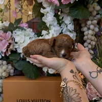 Louis 🤎, a male Poodle - Miniature  for sale in Porter Heights, TX – Photo 4 of 7