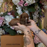 Louis 🤎, a male Poodle - Miniature  for sale in Porter Heights, TX – Photo 2 of 7