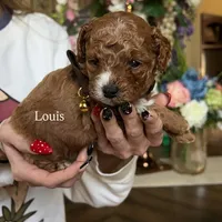 Louis 🤎, a male Poodle - Miniature  for sale in Porter Heights, TX – Photo 1 of 7
