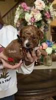 Louis 🤎, a male Poodle - Miniature  for sale in Porter Heights, TX – Photo 1 of 7