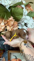 Chloe, a female Poodle - Miniature  for sale in Porter, TX – 1 of 1