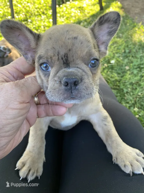 Pibble – French Bulldog puppy for sale in Oxford, PA