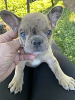 Pibble, a male French Bulldog for sale in Oxford, PA – 1 of 6