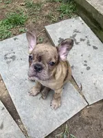 Pibble, a male French Bulldog for sale in Oxford, PA – 5 of 6