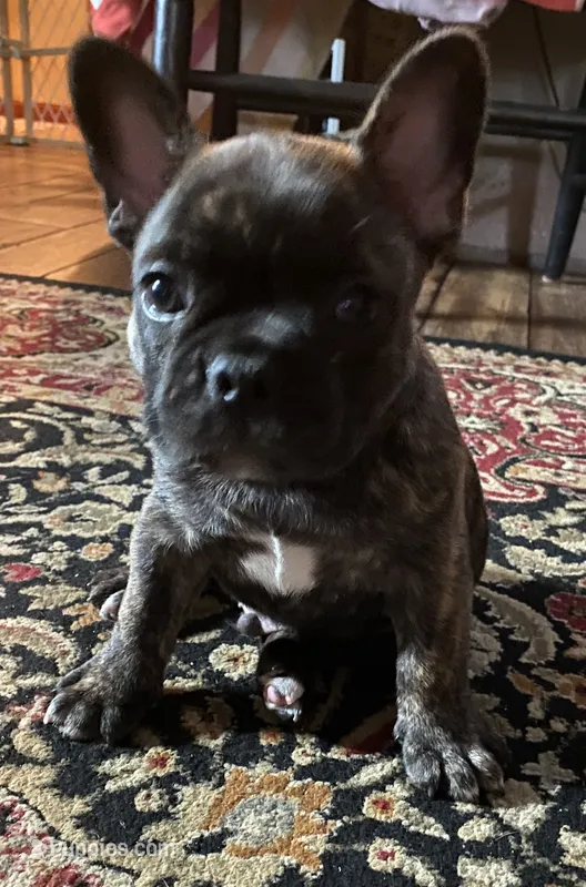 Moose – French Bulldog puppy for sale in Oxford, PA