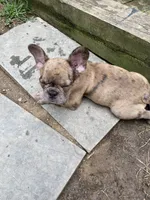 Pibble, a male French Bulldog for sale in Oxford, PA – 6 of 6