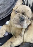 Pibble, a male French Bulldog for sale in Oxford, PA – 3 of 6