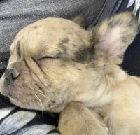 Pibble, a male French Bulldog for sale in Oxford, PA – 2 of 6