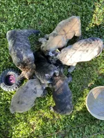 Moose, a male French Bulldog for sale in Oxford, PA – 2 of 3