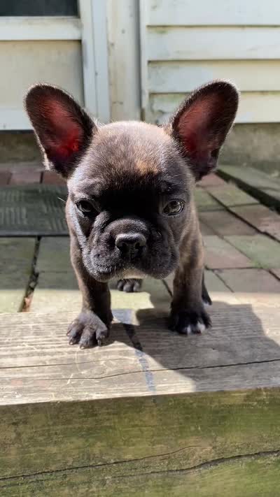 Moose, a male French Bulldog for sale in Oxford, PA – 3 of 3