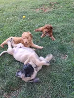 Duke, a male English Mastiff for sale in Denver, PA – 2 of 4