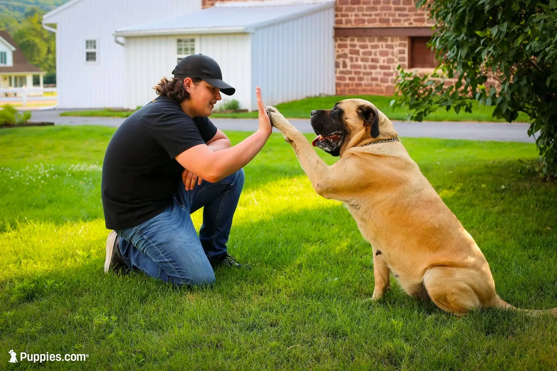 Duke, a male English Mastiff for sale in Denver, PA – 3 of 4