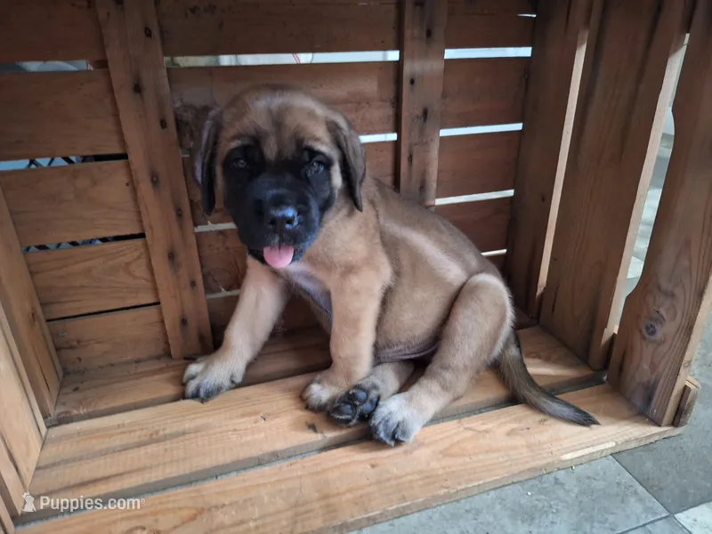 Duke – English Mastiff puppy for sale in Denver, PA