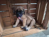 Duke, a male English Mastiff for sale in Denver, PA – 1 of 4