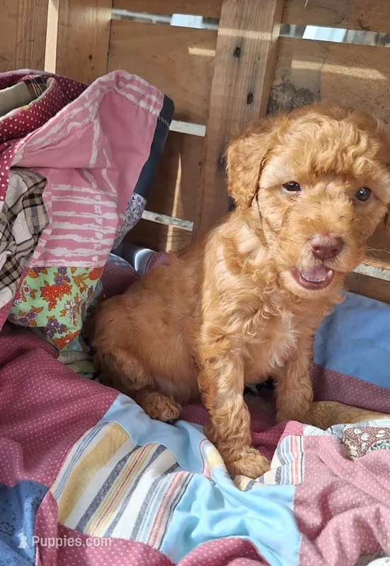 Ellie – Miniature Goldendoodle puppy for sale in Denver, PA