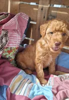 Ellie, a female Miniature Goldendoodle for sale in Denver, PA – 1 of 1