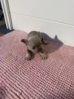 Sally, a female French Bulldog for sale in Wellington, FL – 5 of 10
