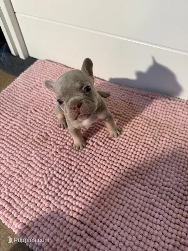 Boogie, a male French Bulldog for sale in Wellington, FL – 1 of 10