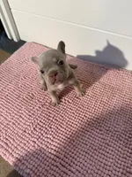 Boogie, a male French Bulldog for sale in Wellington, FL – 1 of 10