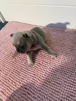 Mayor, a male French Bulldog for sale in Wellington, FL – 5 of 10