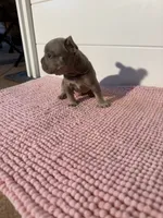 Jack , a male French Bulldog for sale in Wellington, FL – 8 of 10