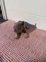 Sally, a female French Bulldog for sale in Wellington, FL – 4 of 10