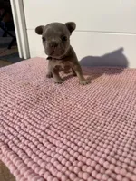 Jack , a male French Bulldog for sale in Wellington, FL – 7 of 10