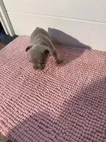 Mayor, a male French Bulldog for sale in Wellington, FL – 2 of 10
