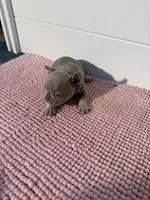 Sally, a female French Bulldog for sale in Wellington, FL – 6 of 10