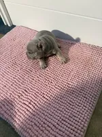 Sally, a female French Bulldog for sale in Wellington, FL – 2 of 10