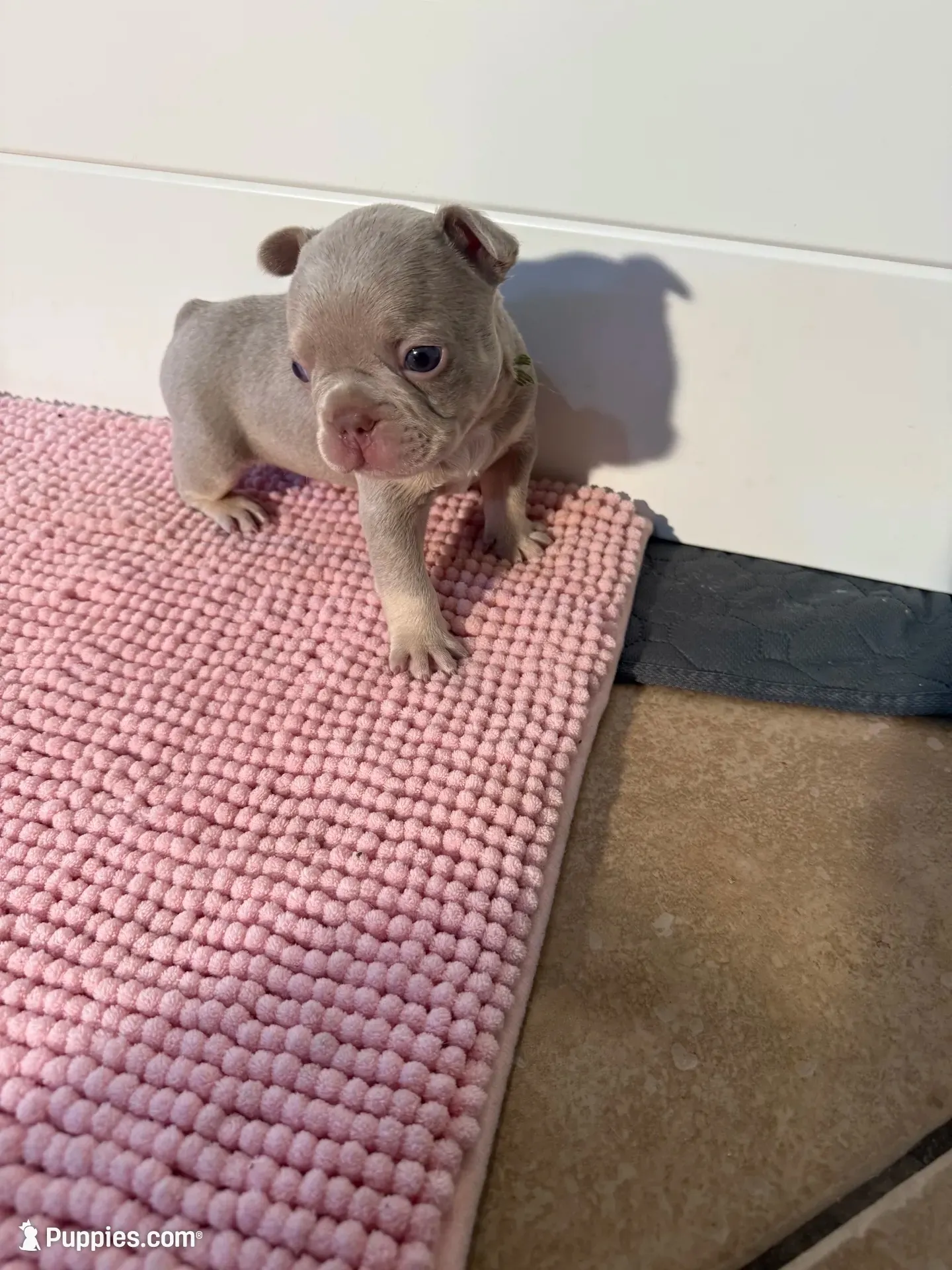 Zero, a male French Bulldog for sale in Wellington, FL – 1 of 8