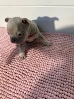 Mayor, a male French Bulldog for sale in Wellington, FL – 4 of 10