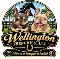 Zero, a male French Bulldog for sale in Wellington, FL – 8 of 8