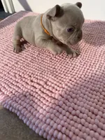 Zero, a male French Bulldog for sale in Wellington, FL – 3 of 8