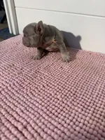 Sally, a female French Bulldog for sale in Wellington, FL – 3 of 10