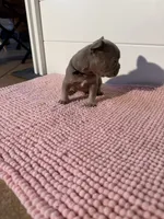 Jack , a male French Bulldog for sale in Wellington, FL – 5 of 10