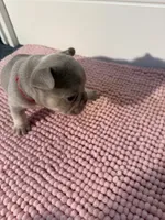 Mayor, a male French Bulldog for sale in Wellington, FL – 3 of 10