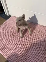 Boogie, a male French Bulldog for sale in Wellington, FL – 4 of 10