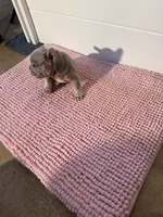 Sally, a female French Bulldog for sale in Wellington, FL – 7 of 10