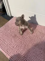 Boogie, a male French Bulldog for sale in Wellington, FL – 6 of 10