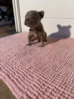 Jack , a male French Bulldog for sale in Wellington, FL – 6 of 10