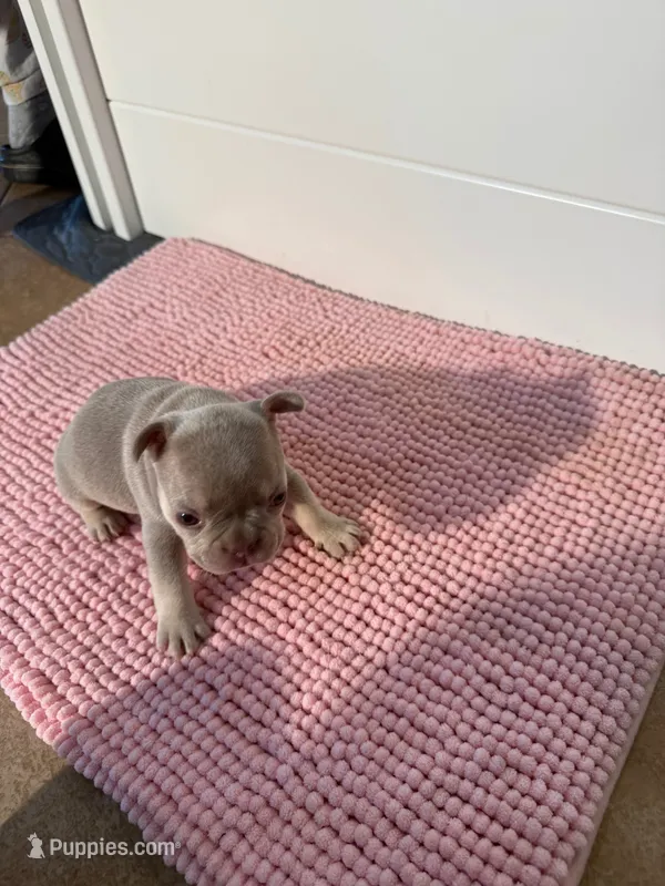 Mayor, a male French Bulldog for sale in Wellington, FL – 1 of 10