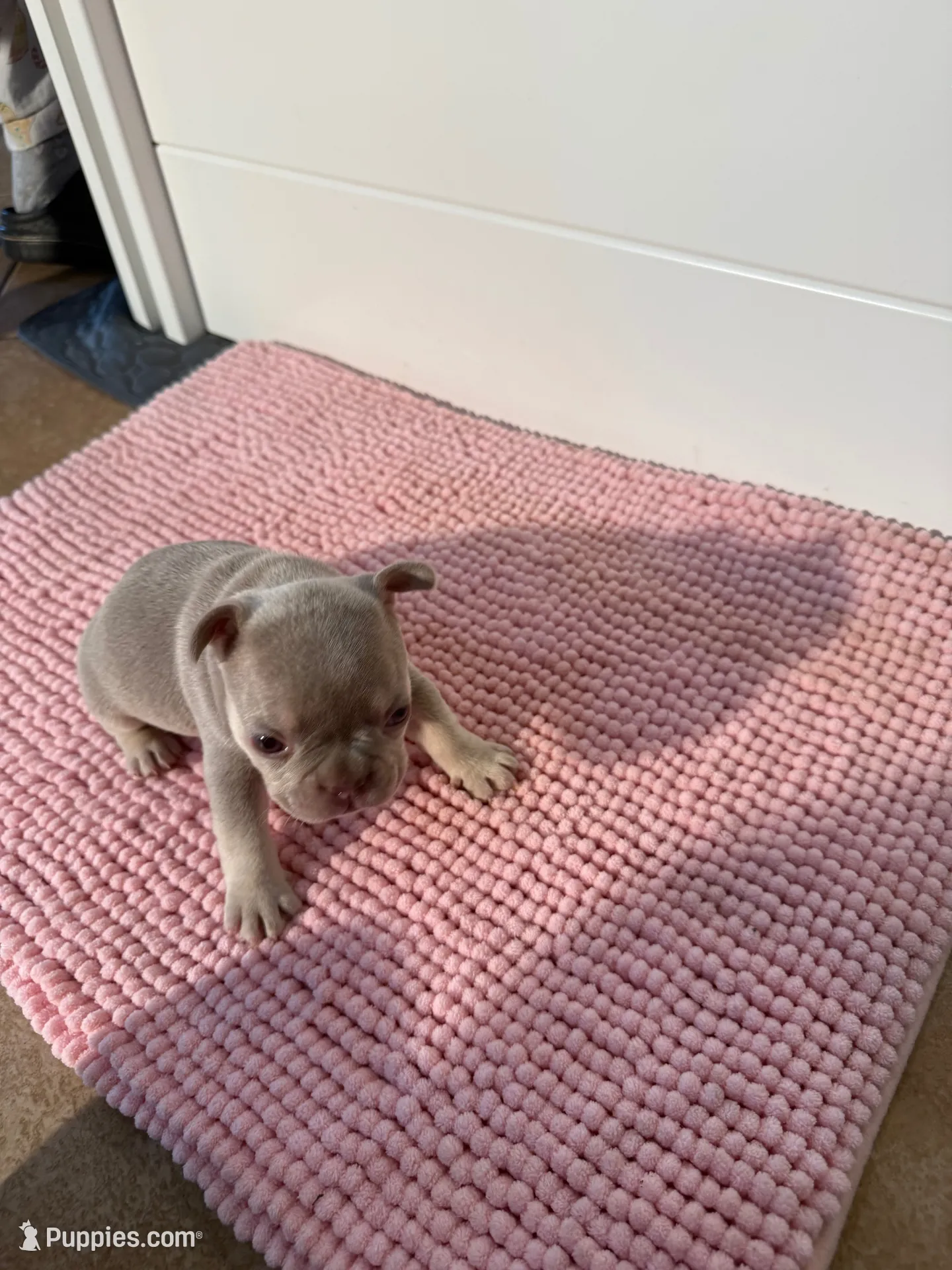 Mayor, a male French Bulldog for sale in Wellington, FL – 1 of 10